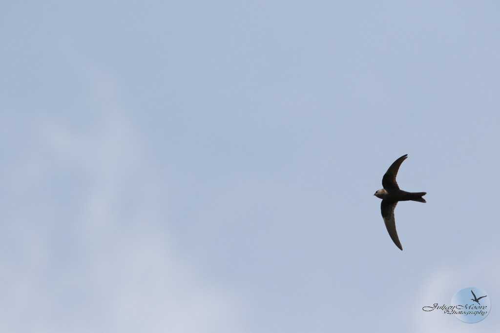 Black Swift - ML637381187