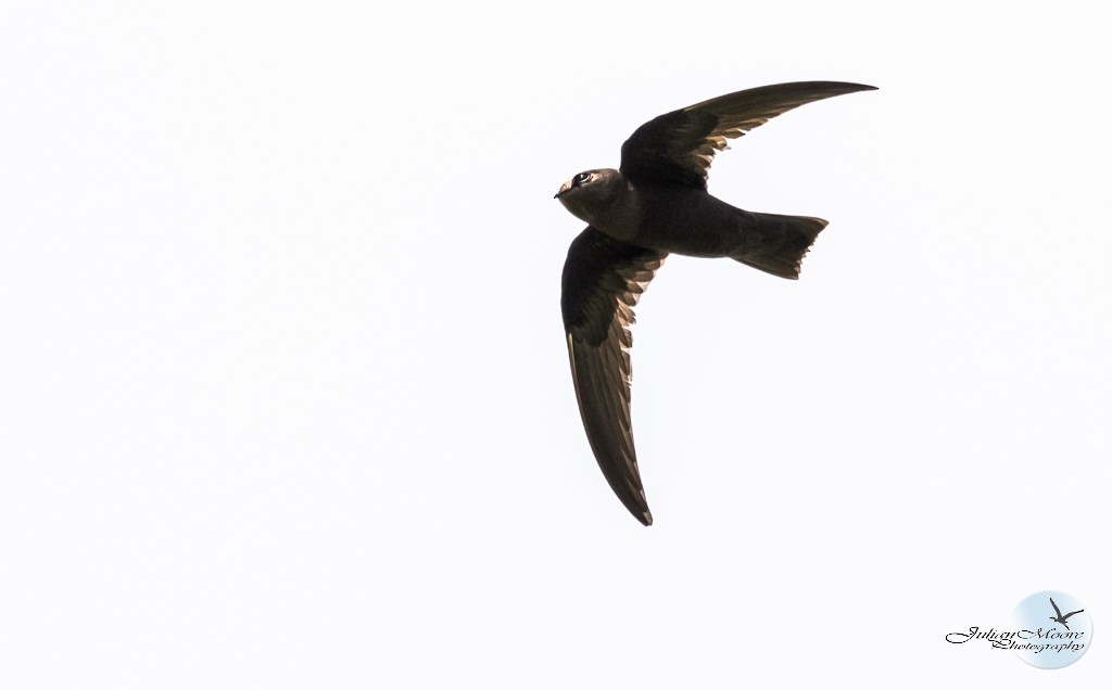 Black Swift - ML637381188