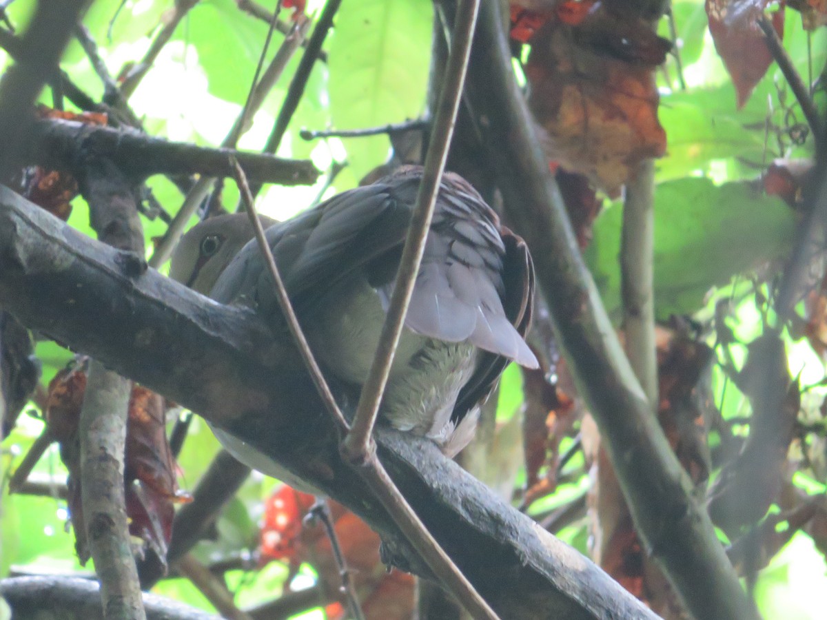 Gray-chested Dove - ML637381226