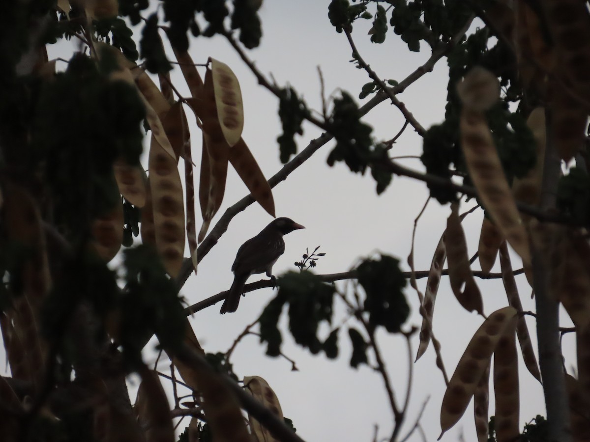 Greater Honeyguide - ML637381249