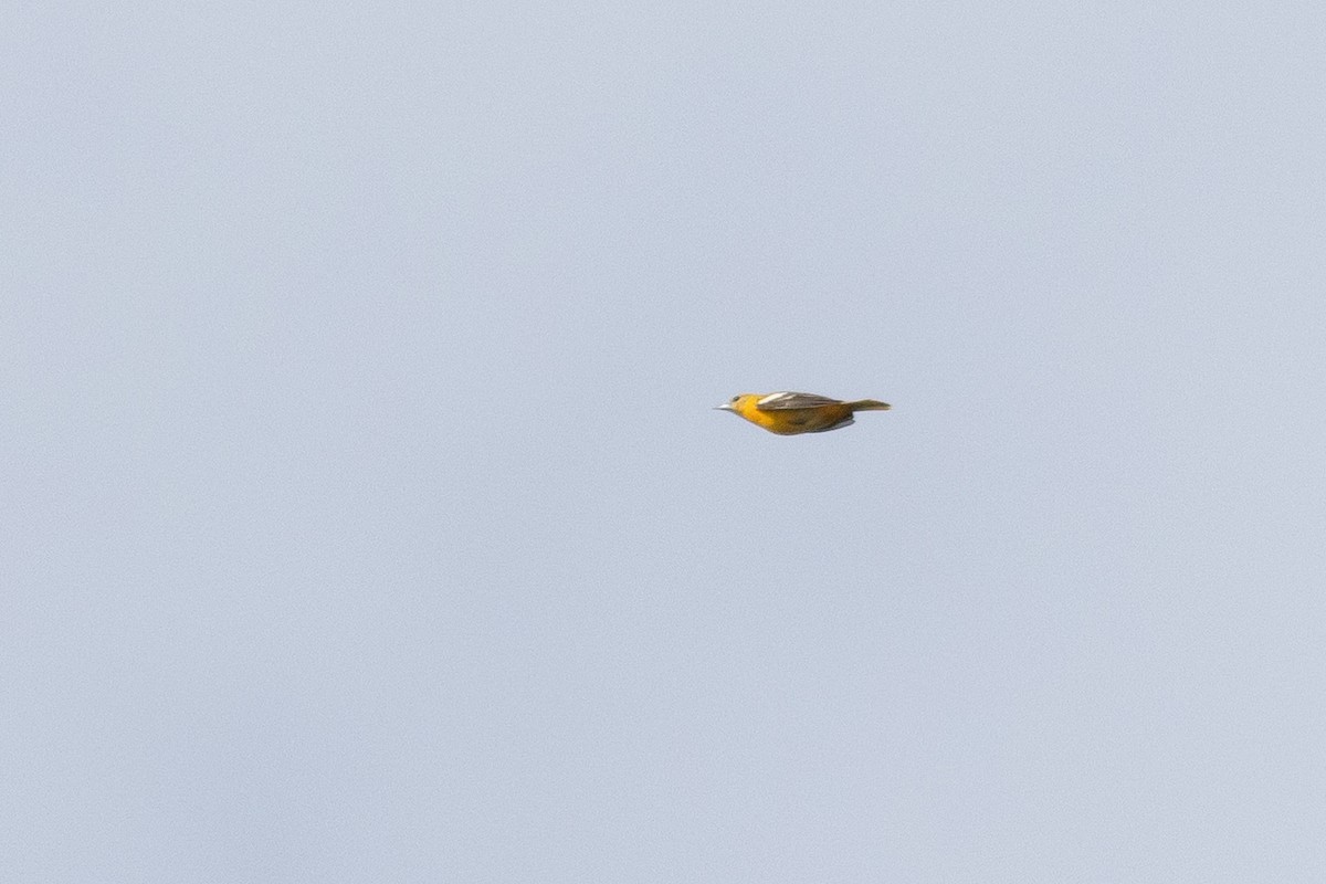 blackbird sp. - ML637381287