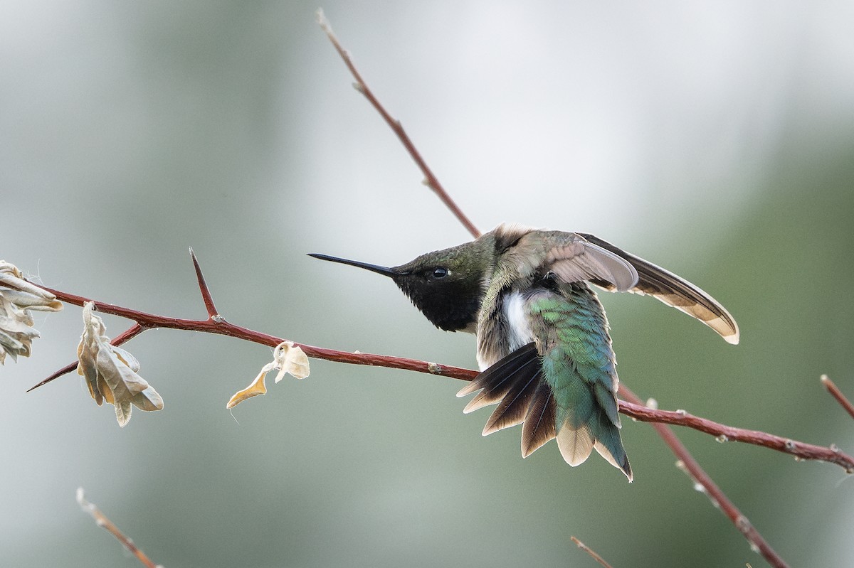 Black-chinned Hummingbird - ML637381302