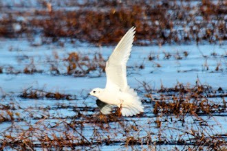 Ross's Gull - ML637381345