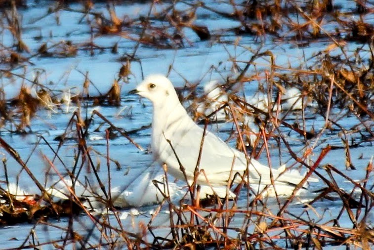 Ross's Gull - ML637381397