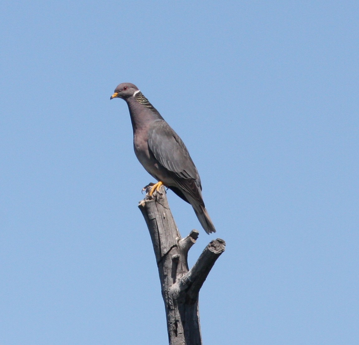 Bandtaube - ML637381411