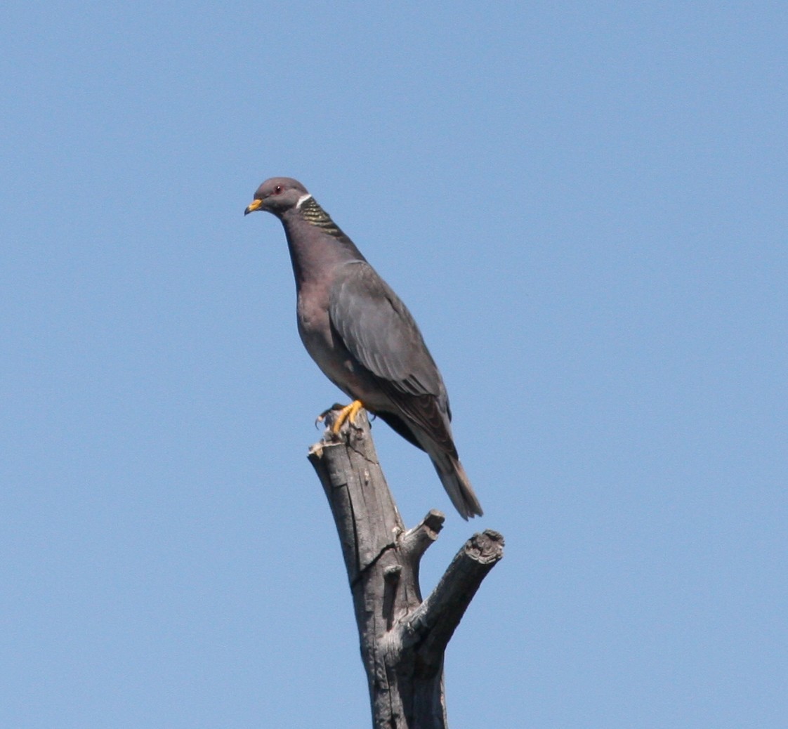 Bandtaube - ML637381414