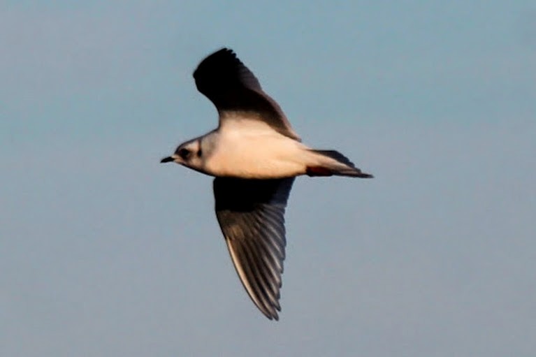 Ross's Gull - ML637381422
