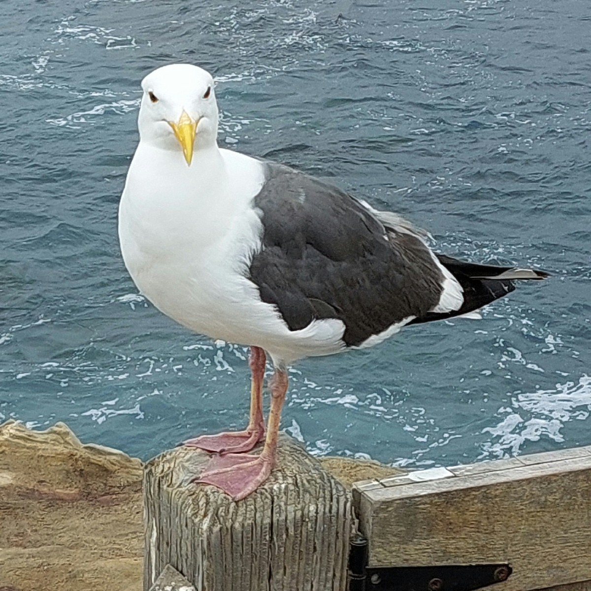 Western Gull - ML637381448