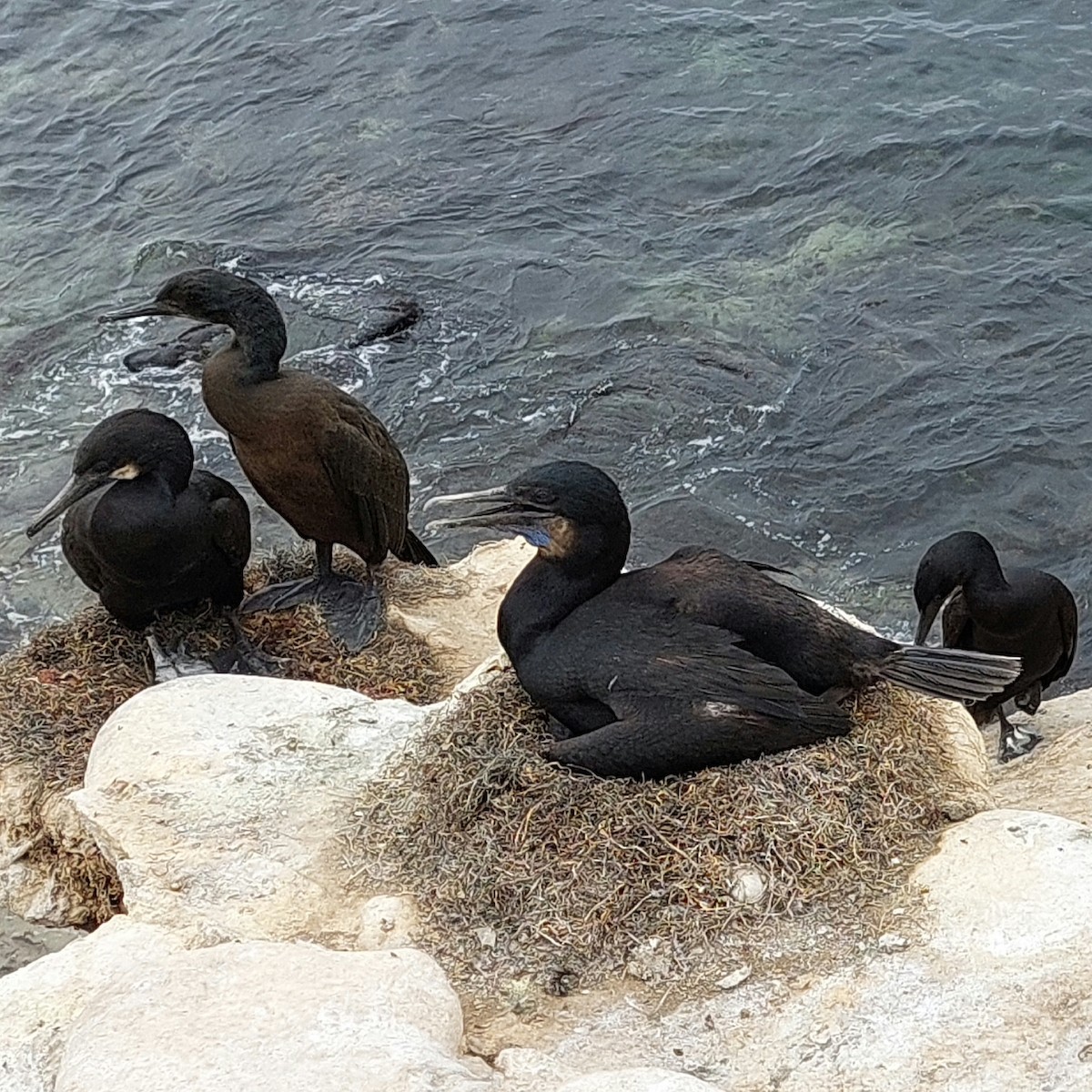 Brandt's Cormorant - ML637381462