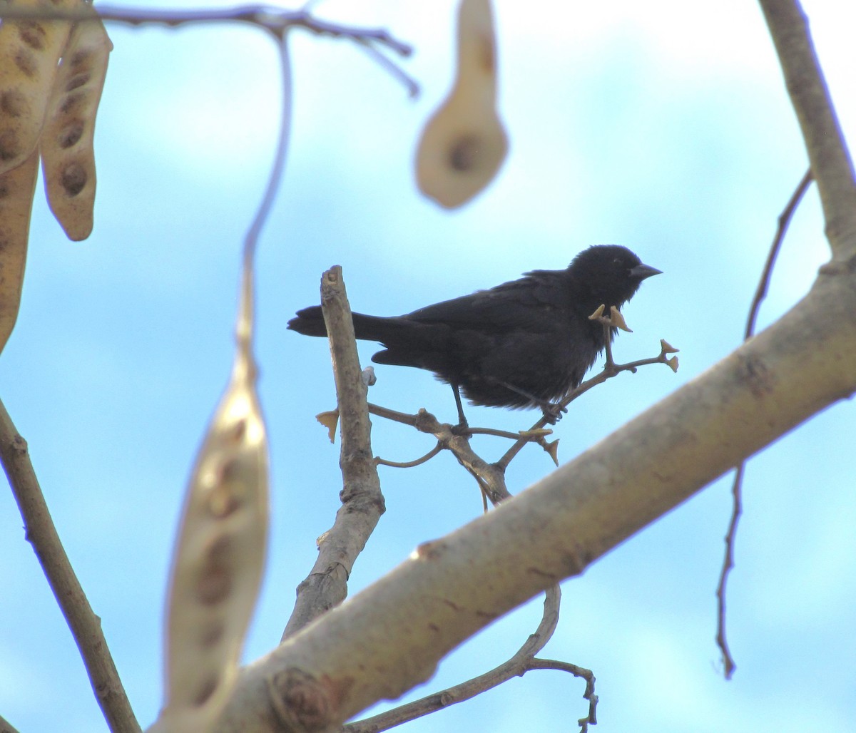 Tawny-shouldered Blackbird - ML637381656