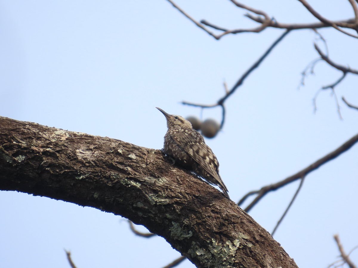African Spotted Creeper - ML637381805