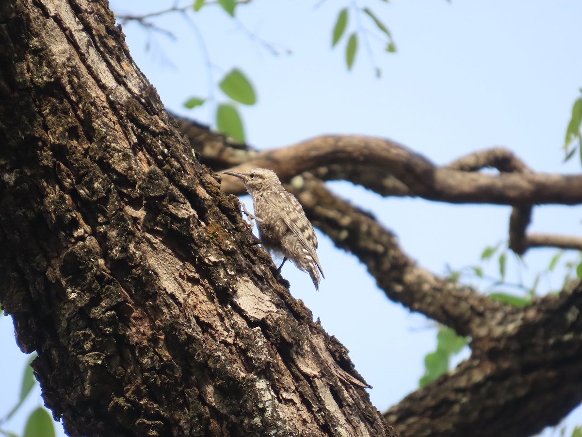 African Spotted Creeper - ML637381806