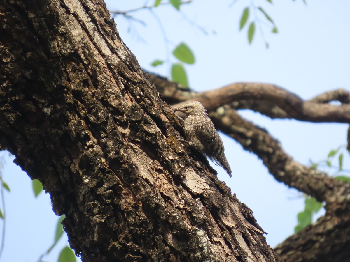 African Spotted Creeper - ML637381808