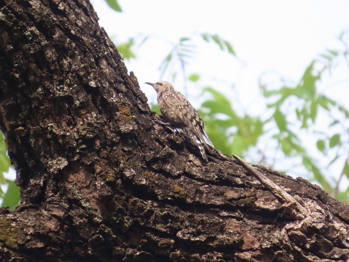 African Spotted Creeper - ML637381810