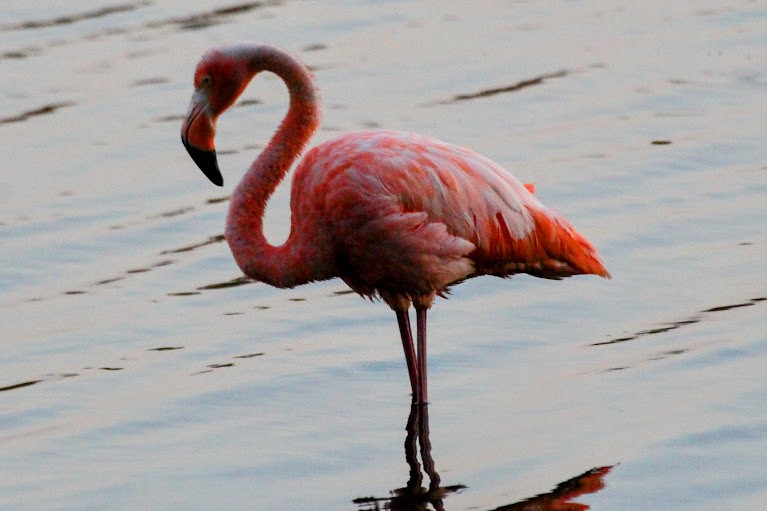 American Flamingo - ML637381820