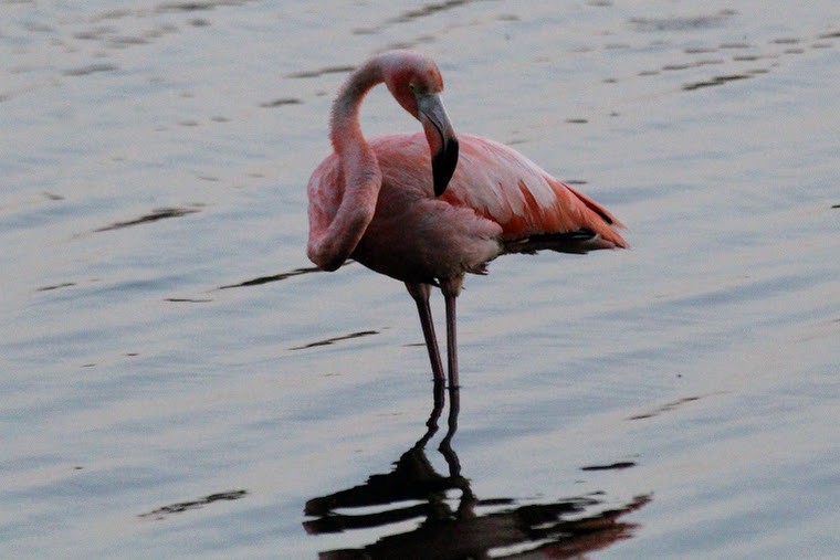 American Flamingo - ML637381862