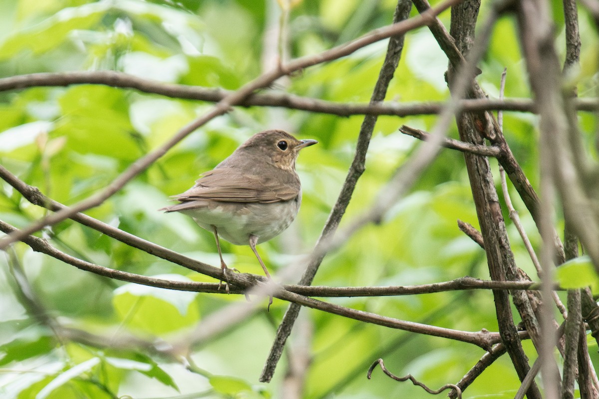Swainson's Thrush - ML637381916