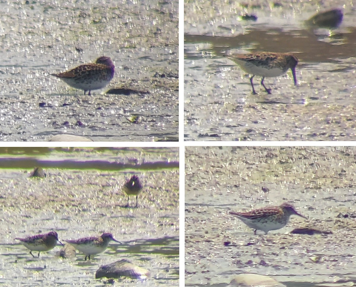 Broad-billed Sandpiper - ML637381918