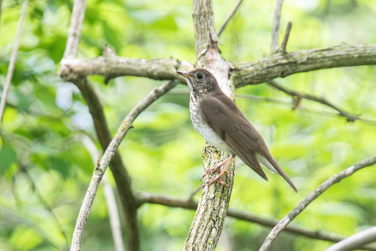 Gray-cheeked Thrush - ML637381920