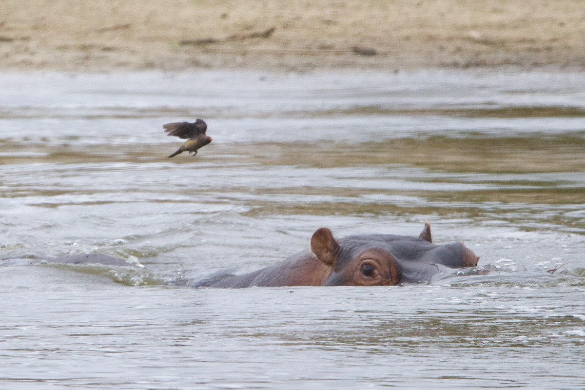 Red-billed Oxpecker - ML637381933
