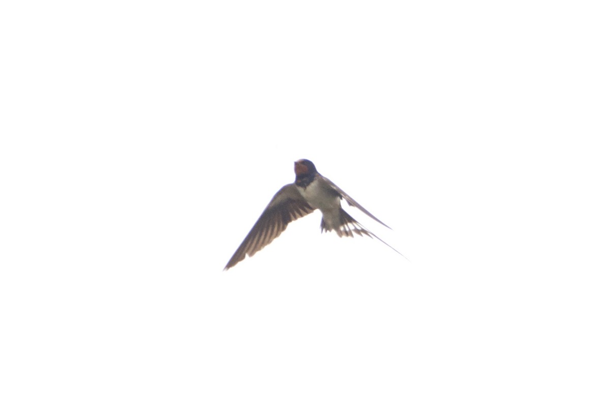 Barn Swallow (White-bellied) - ML637381938