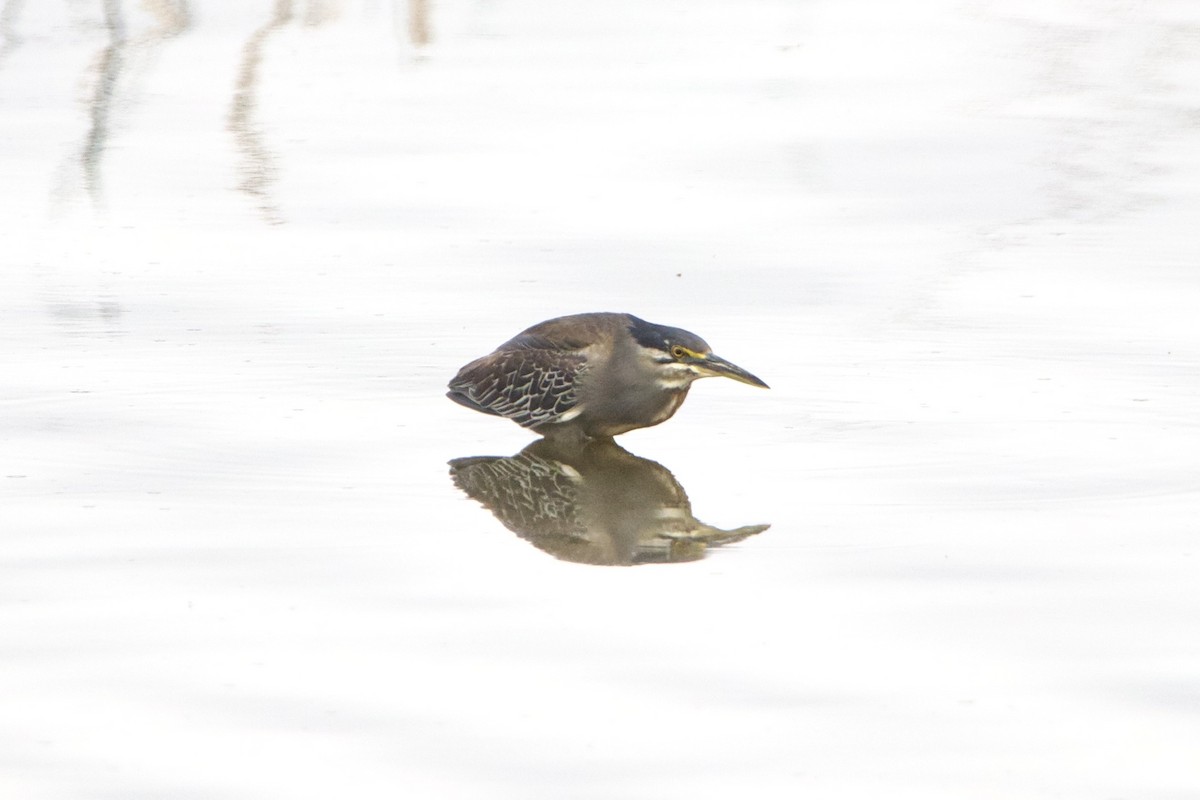 Striated Heron (Old World) - ML637381943