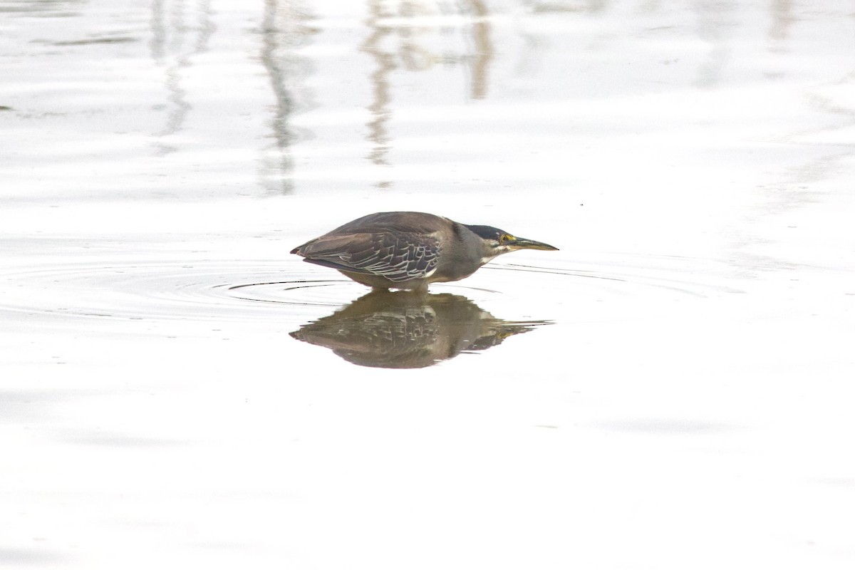 Striated Heron (Old World) - ML637381944