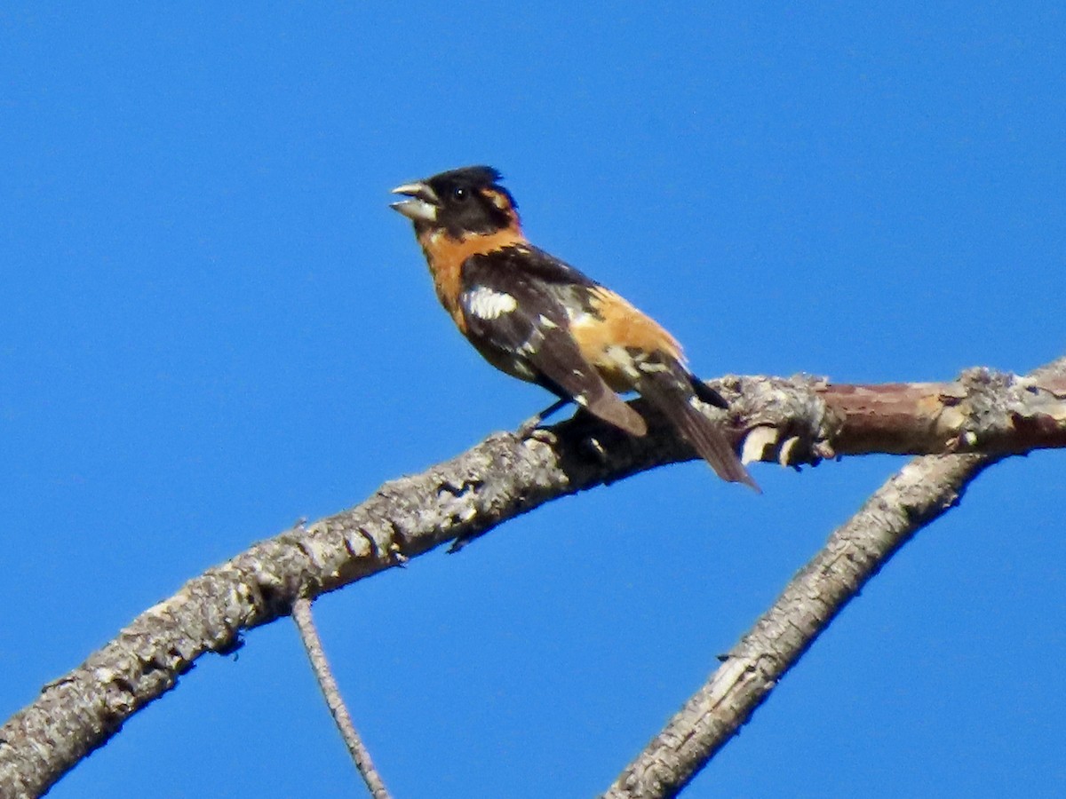 Black-headed Grosbeak - ML637381962