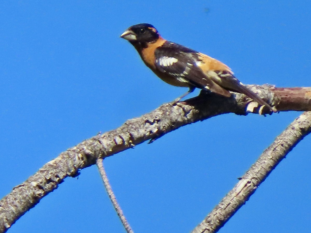 Black-headed Grosbeak - ML637381963