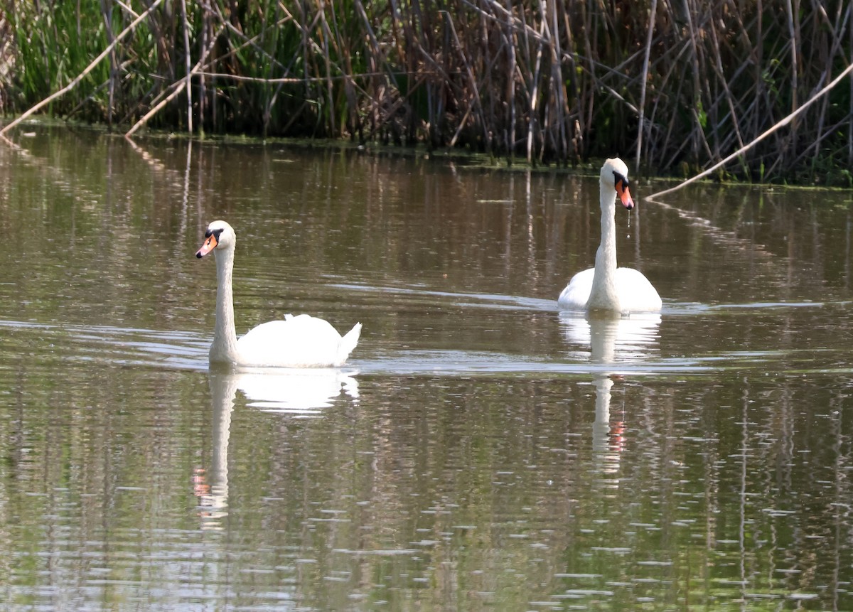 ברבור מצוי - ML637382018