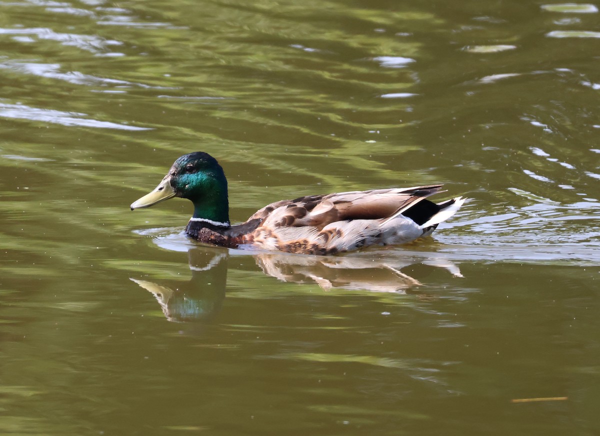 ברכיה - ML637382037
