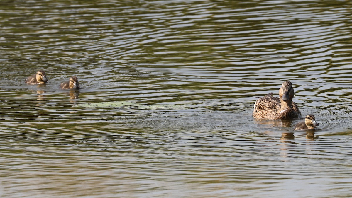 ברכיה - ML637382039