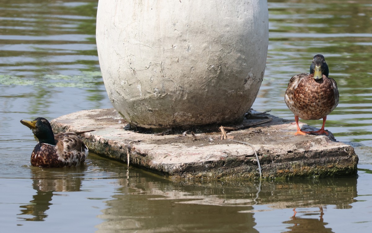 ברכיה - ML637382043