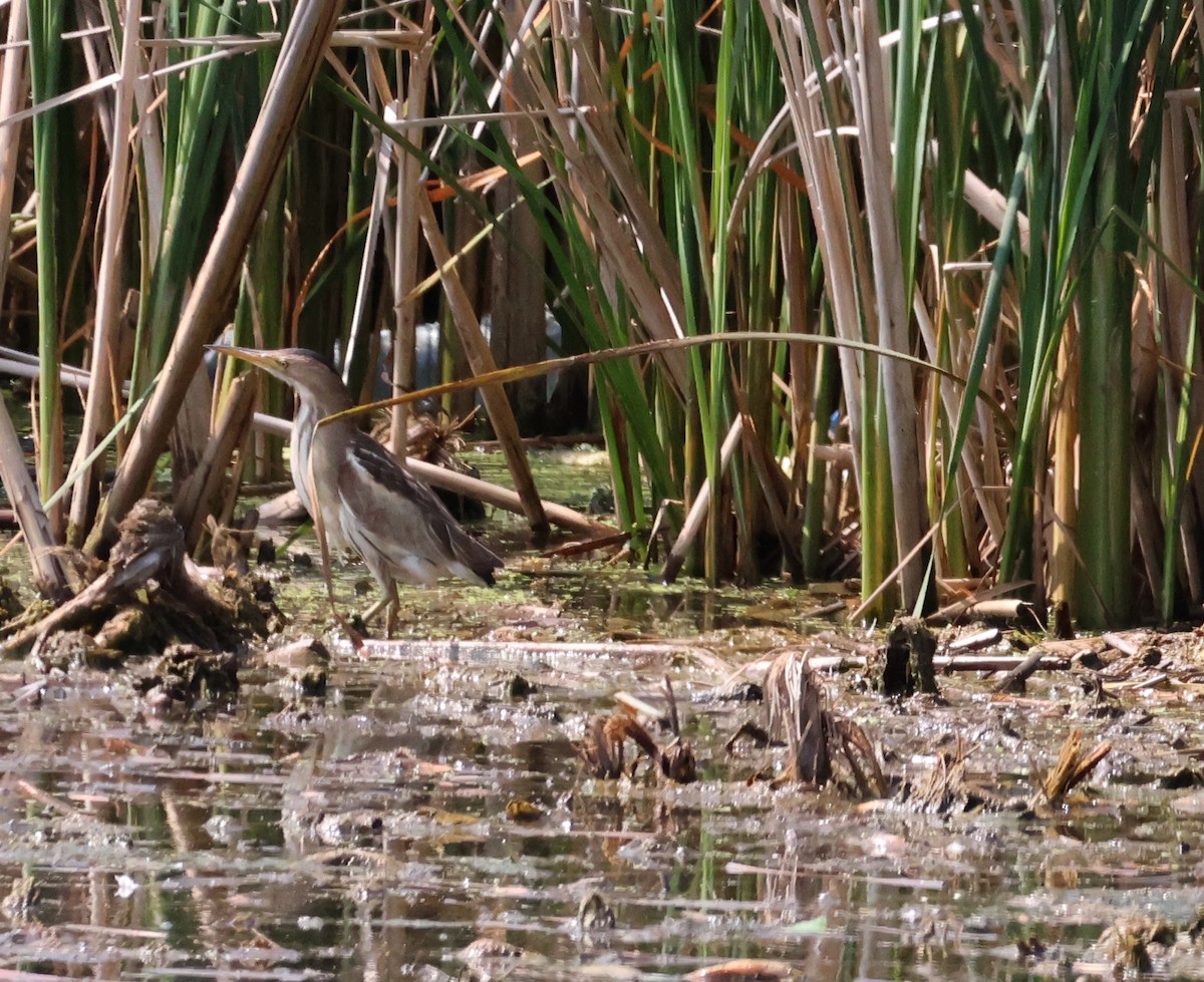 אנפית גמדית - ML637382066