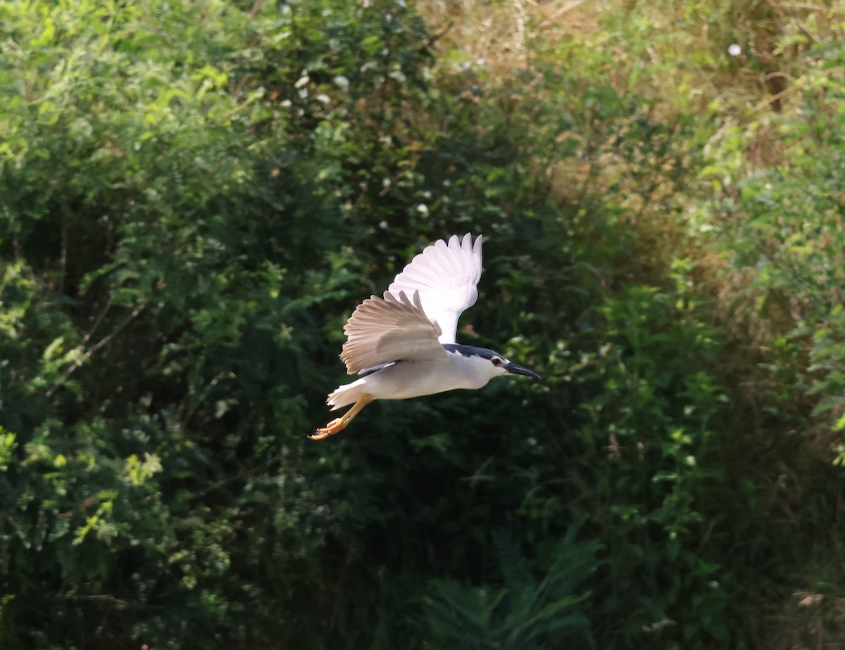אנפת לילה - ML637382071