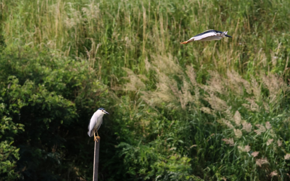 אנפת לילה - ML637382072