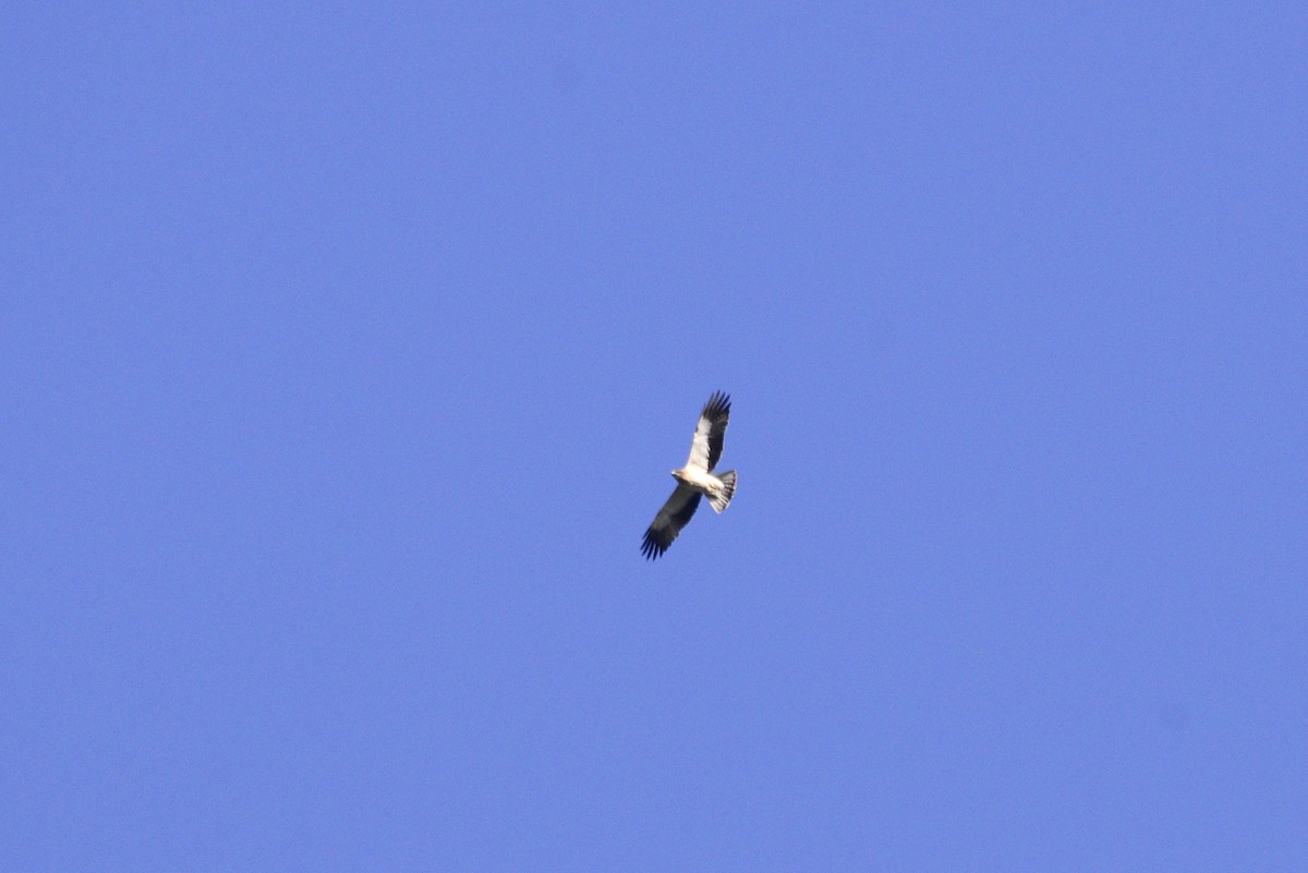 Booted Eagle - ML637382076
