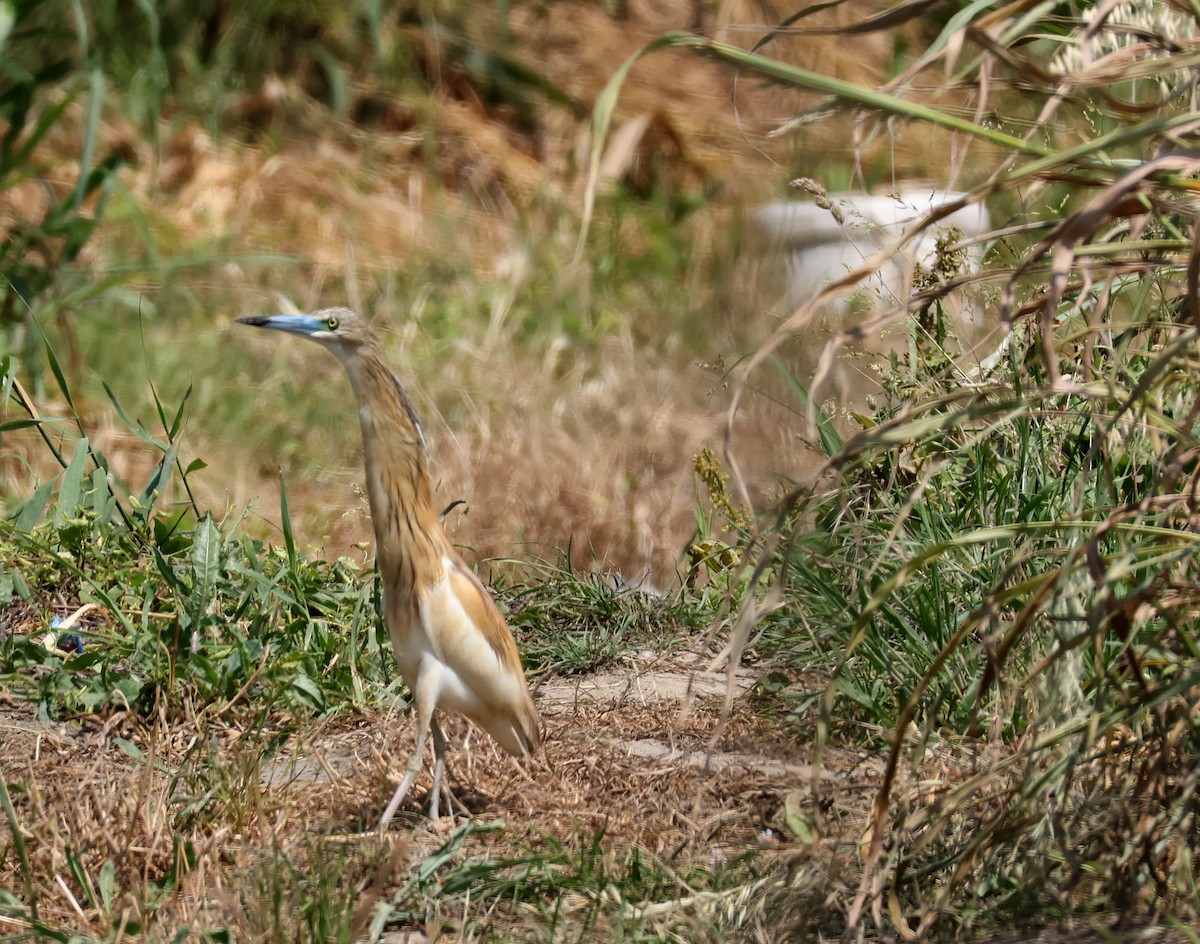 אנפית סוף - ML637382085