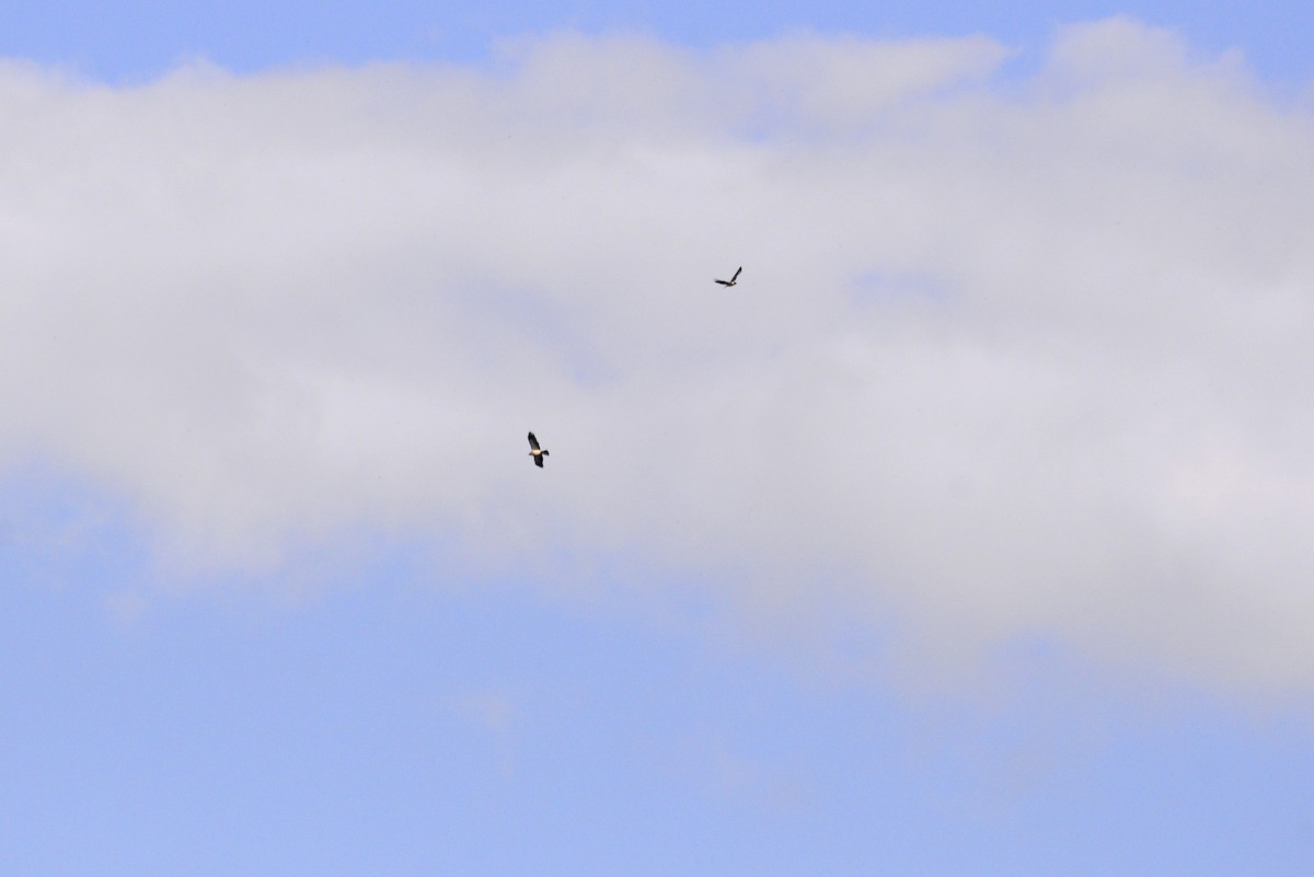 Booted Eagle - ML637382086