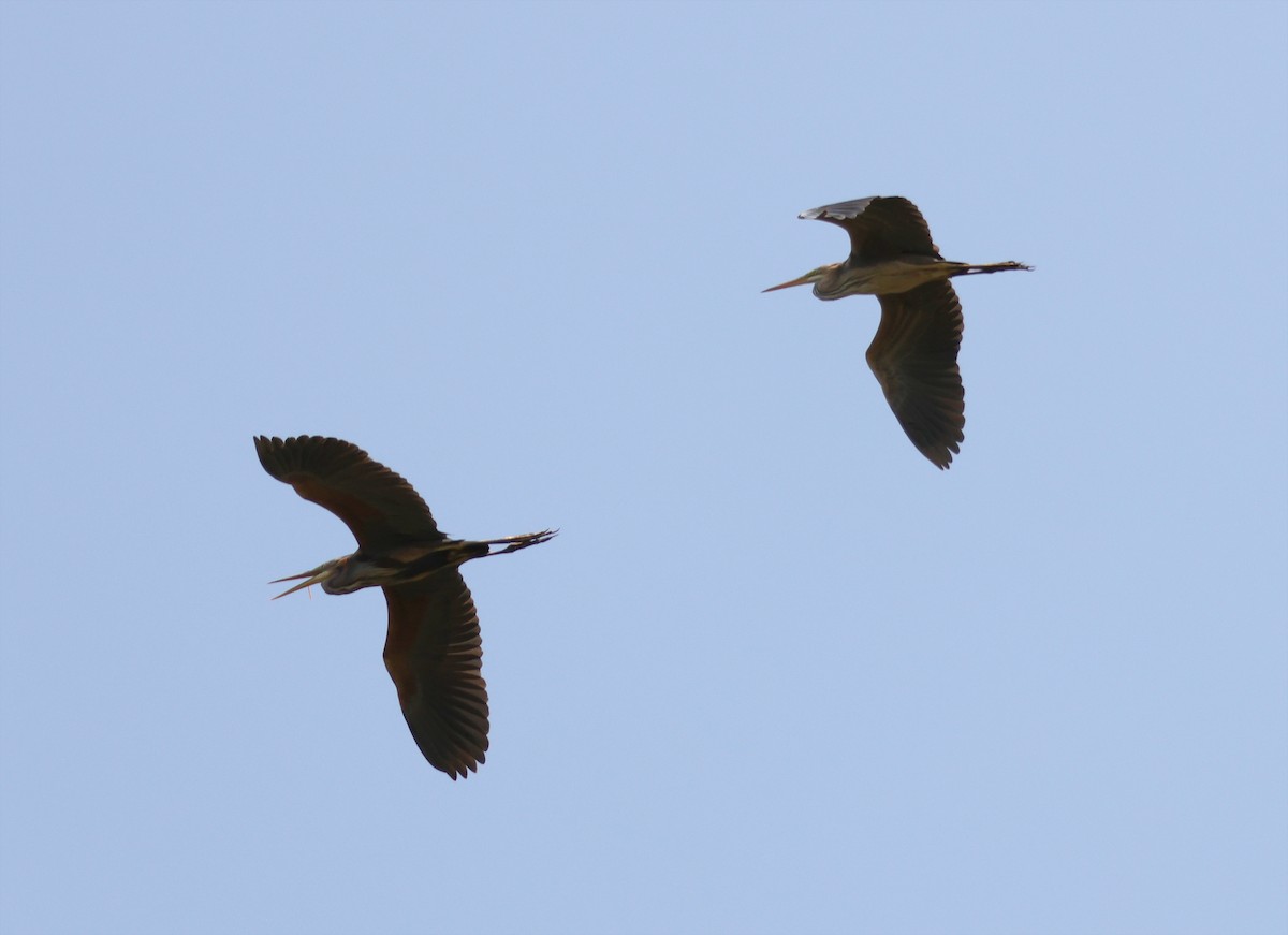 אנפה ארגמנית - ML637382094