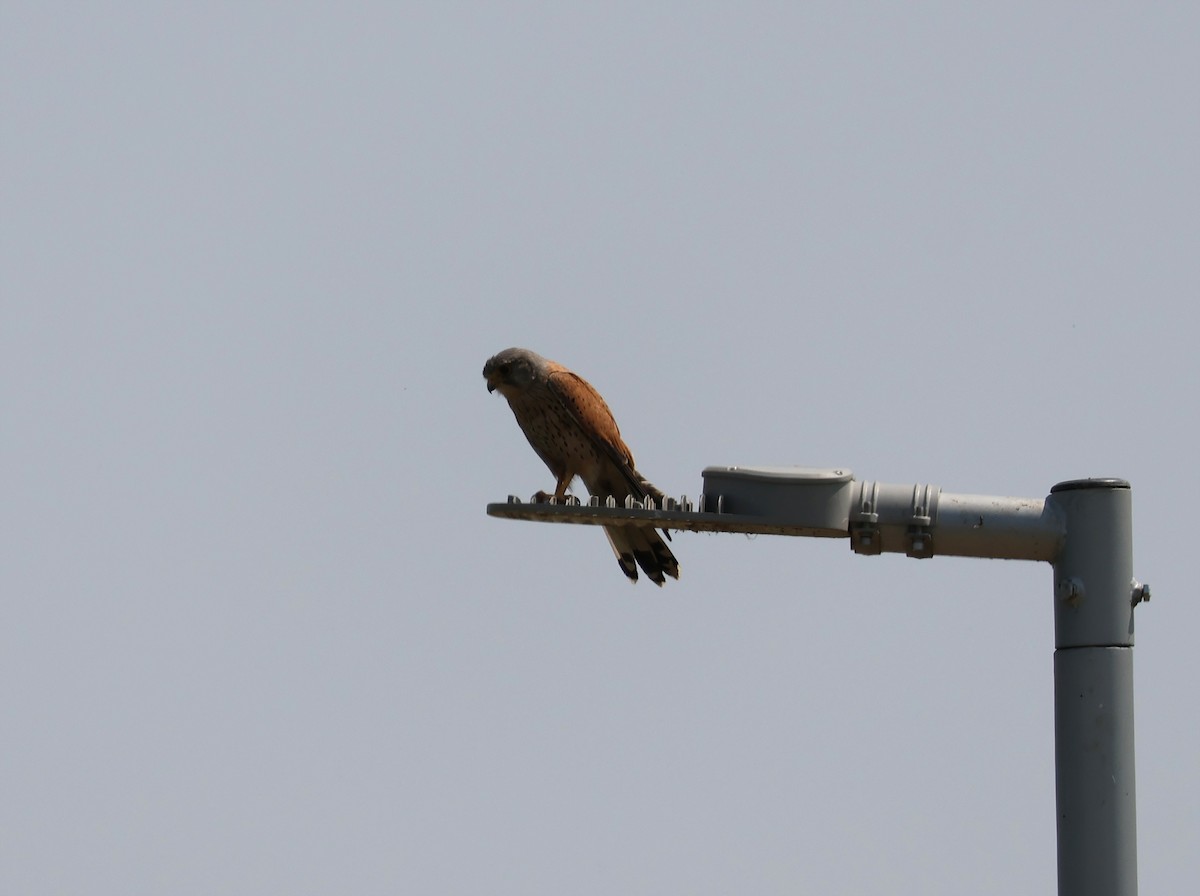 בז מצוי - ML637382098