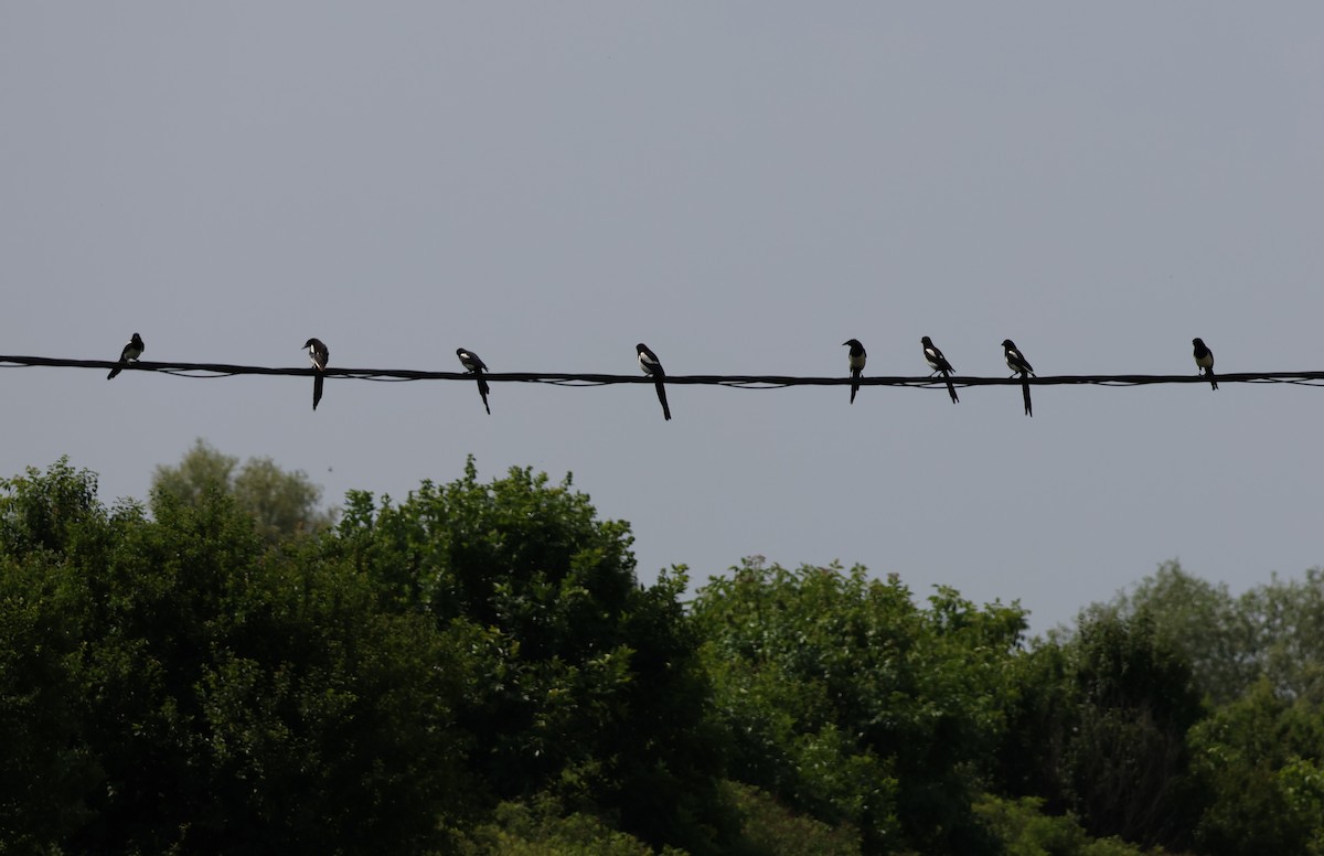עקעק זנבתן - ML637382108