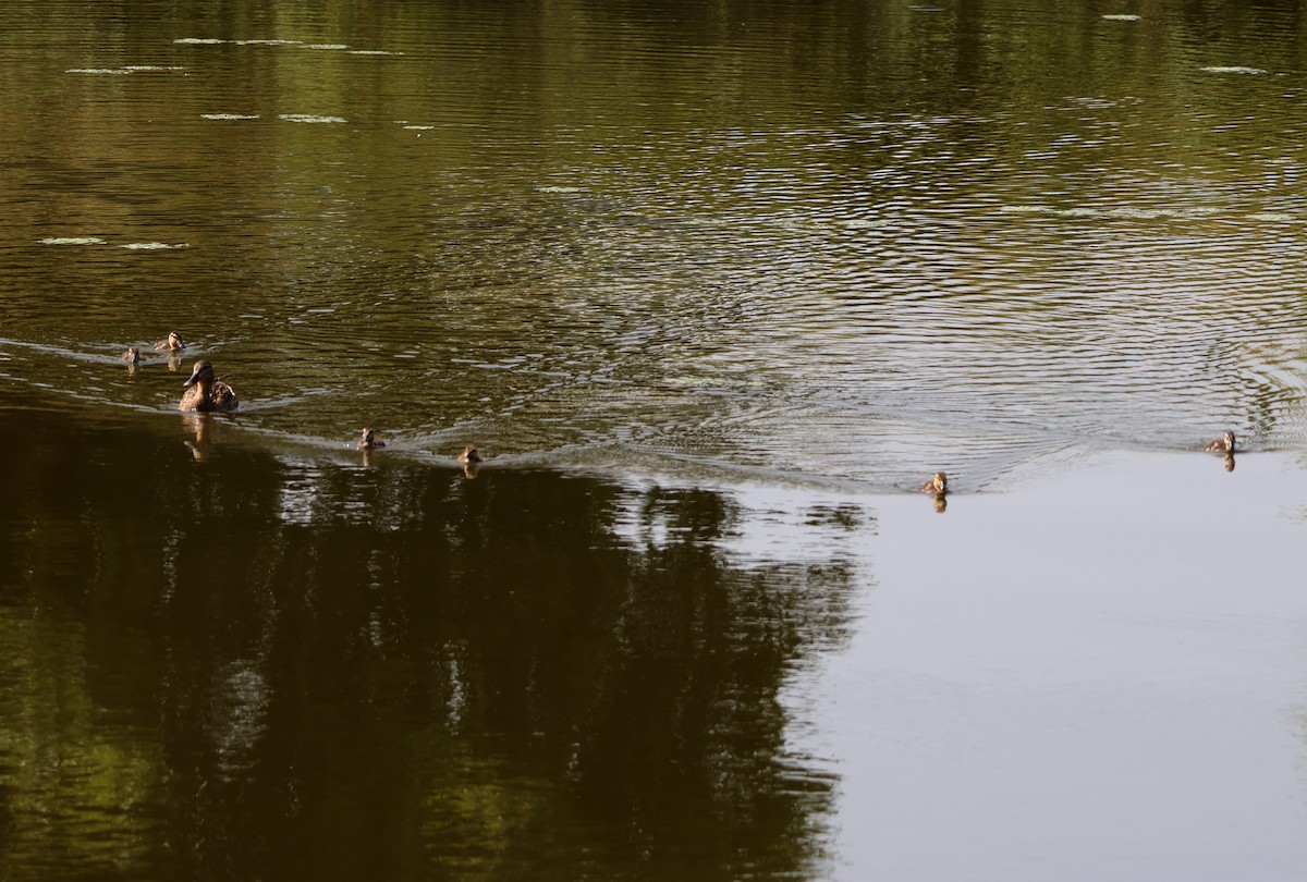 ברכיה - ML637382122