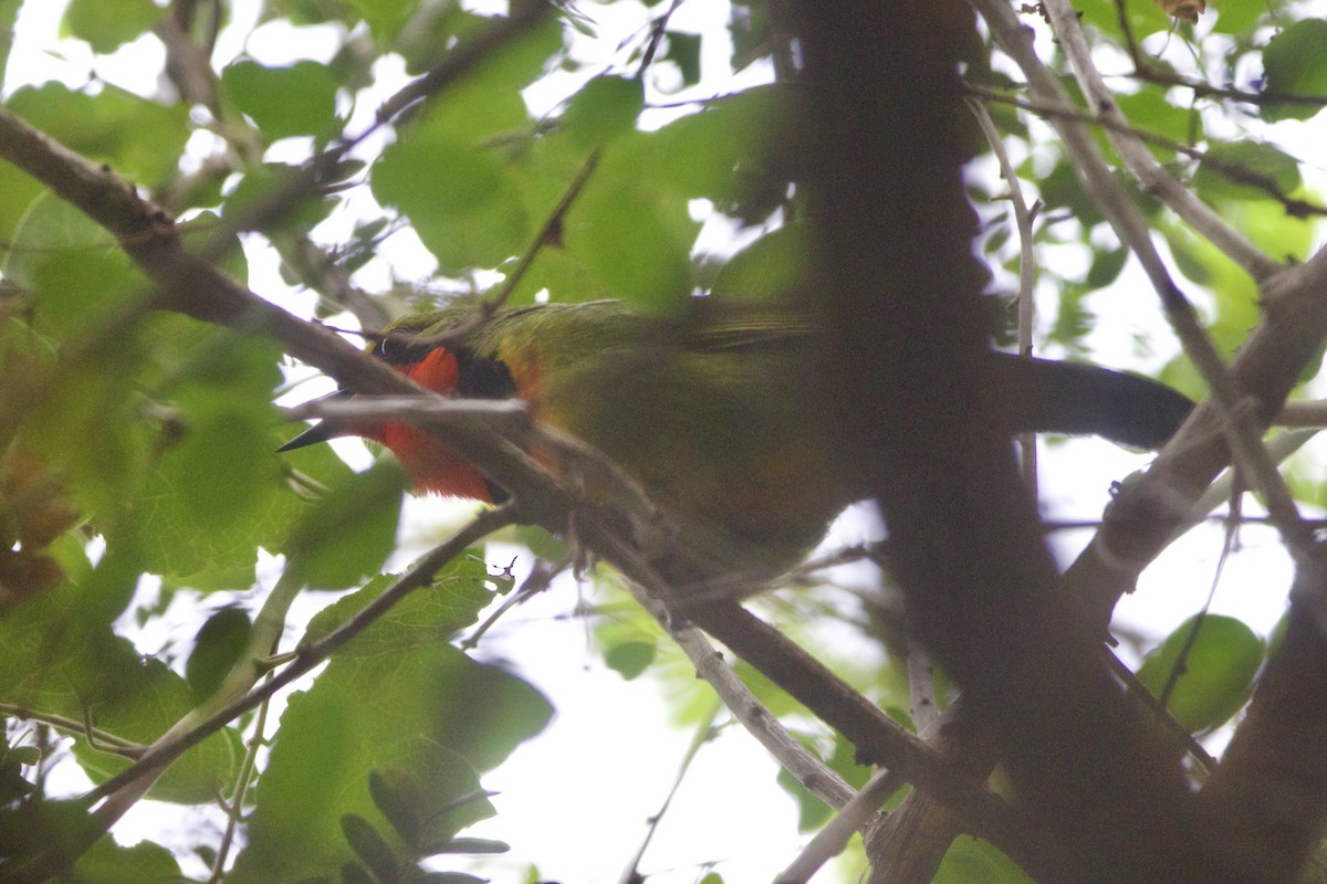 Four-colored Bushshrike (Four-colored) - ML637382125