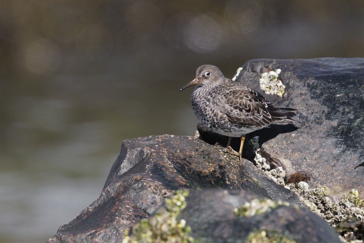 Purple Sandpiper - ML637382137
