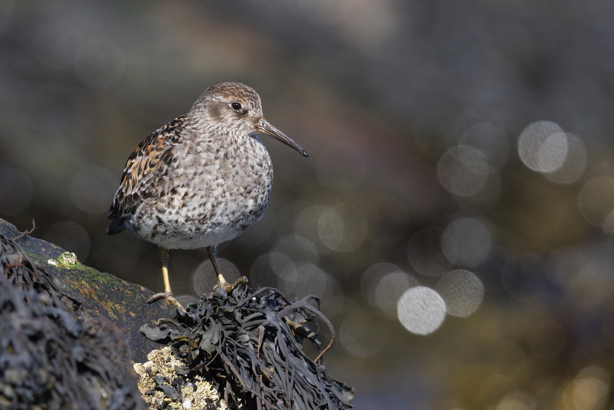 Purple Sandpiper - ML637382138