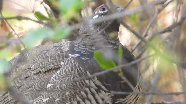 Spruce Grouse (Franklin's) - ML637382183