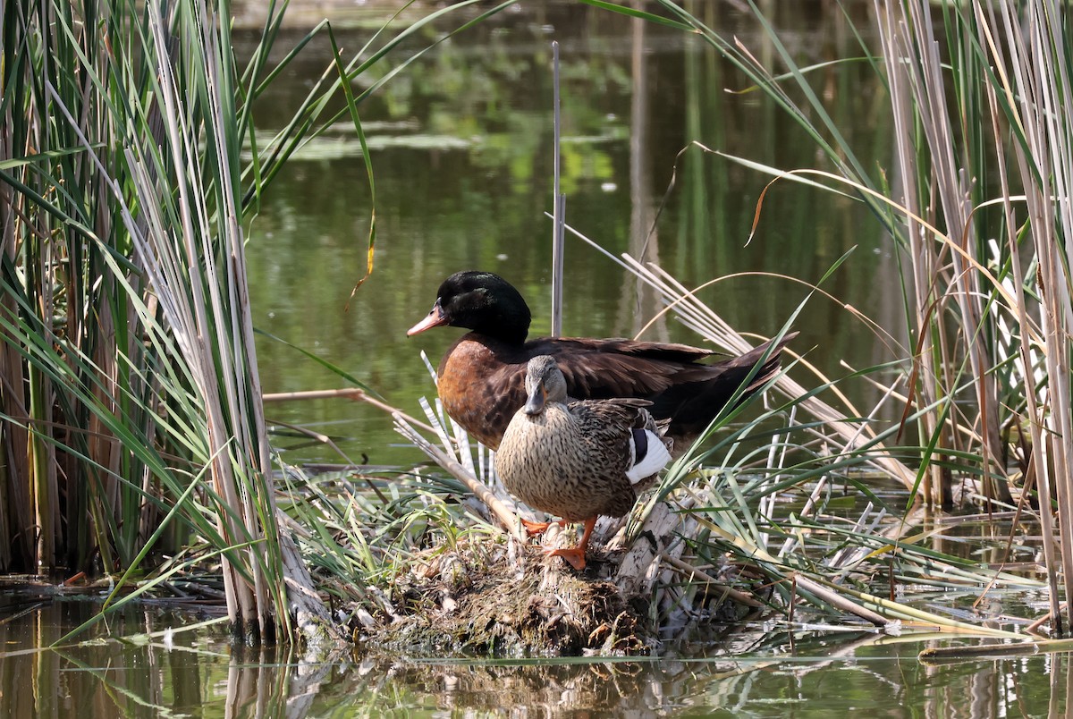 ברבר x ברכיה (בן כלאיים) - ML637382270