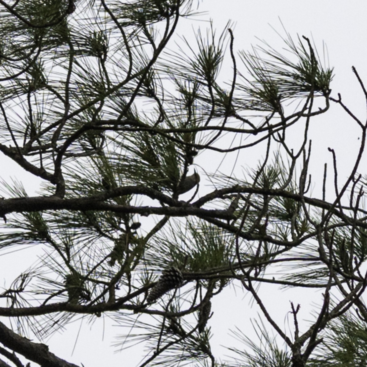 Brown-headed Nuthatch - ML637382278