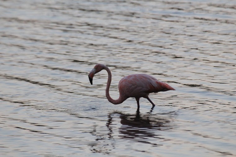 American Flamingo - ML637382326